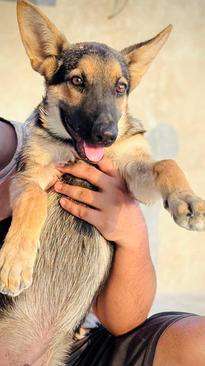 German Shepherd - Male (4 month Age) 1