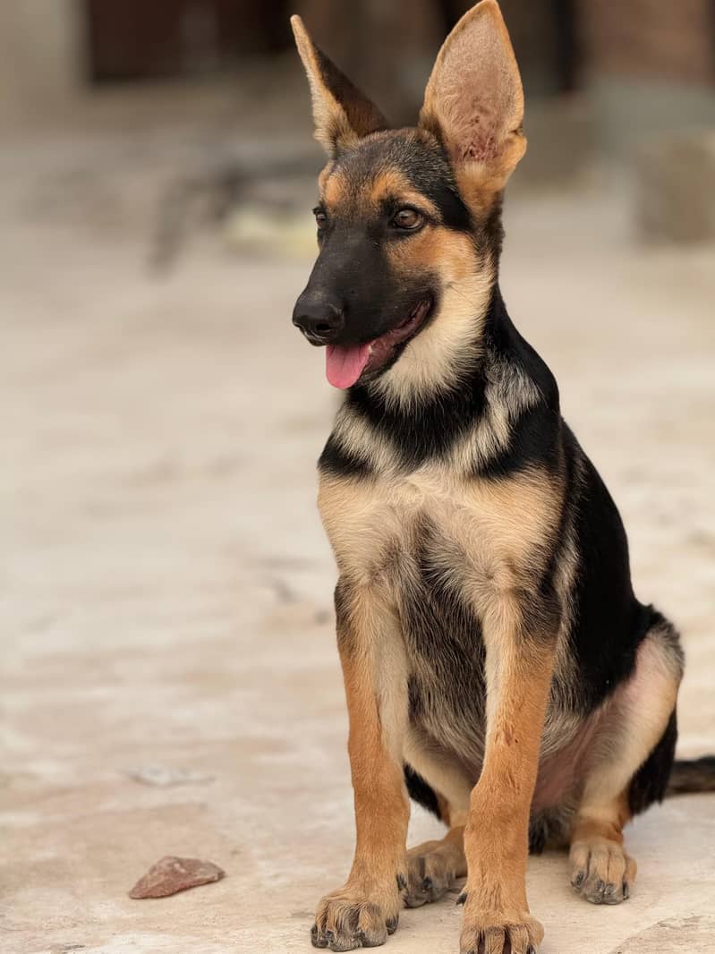 German Shepherd - Male (4 month Age) 2