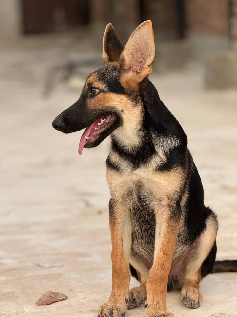 German Shepherd - Male (4 month Age) 3