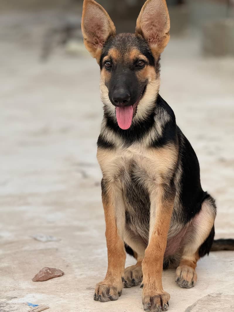 German Shepherd - Male (4 month Age) 4