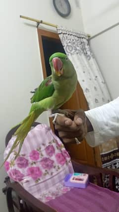 Alexandrine Female Parrot