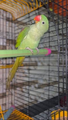 Raw Parrot Baby 5 Months Old Male