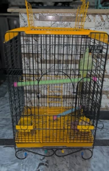 Raw Parrot Baby 5 Months Old Male 1