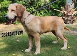 Golden retriever imported pedigreed  puppies Vaccinated and dewormed