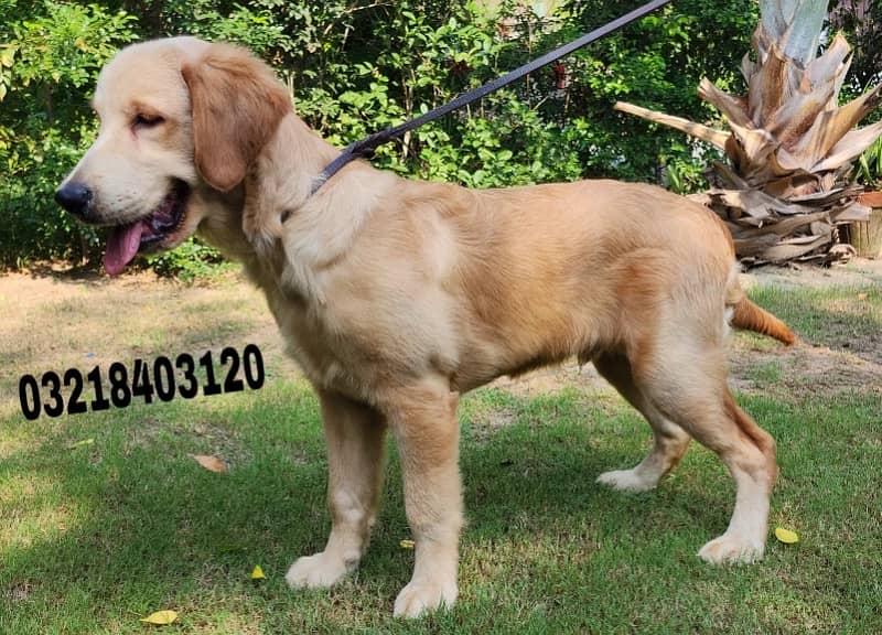 Golden retriever imported pedigreed  puppies Vaccinated and dewormed 0