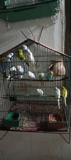 BUDGIE'S COLONY FOR SALE / Fisher's / Cages