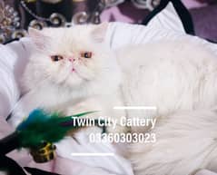 ( Mating , Stud , Cross )  CFA line Persian Male Cat Peke piki peki