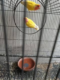 Latino Love Bird breader pair for sale with breading box only 4000