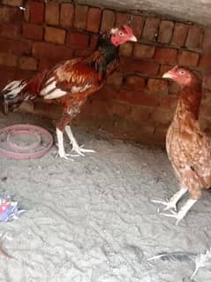 Aseel pair available urgent sale phone no 03286445765