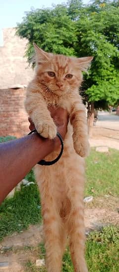 parsion cat male age 2month and few days