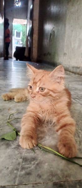 parsion cat male age 2month and few days 3