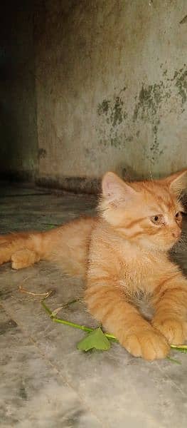 parsion cat male age 2month and few days 4