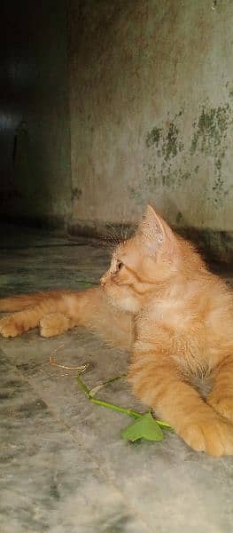 parsion cat male age 2month and few days 5