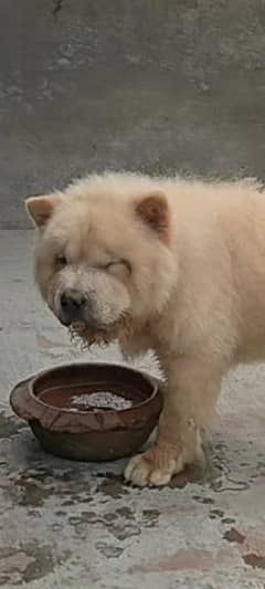 Imported chow chow male available for sale