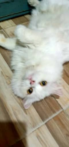 Persian male and Female urgent sale