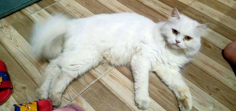 Persian male and Female urgent sale 1