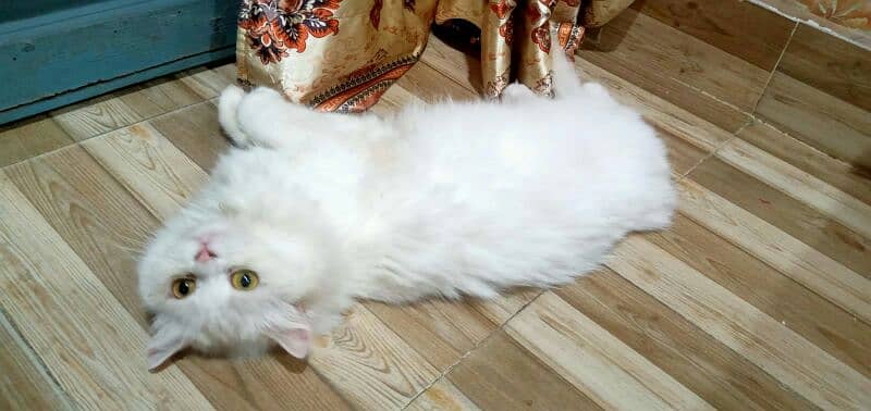 Persian male and Female urgent sale 2