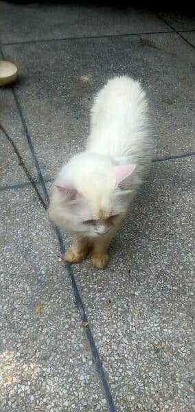 Persian male and Female urgent sale 3