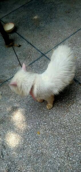 Persian male and Female urgent sale 4