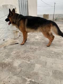 German shepherd male for sale