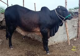 Black kheera Bachra  for sale 2k26