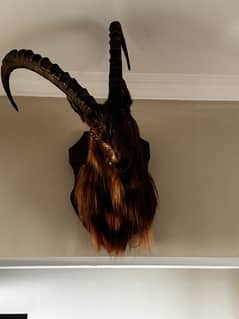 Original Markhor horns dummy