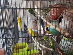 Birds for sale with cage