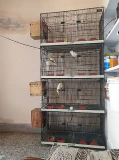 cage with parrots sale