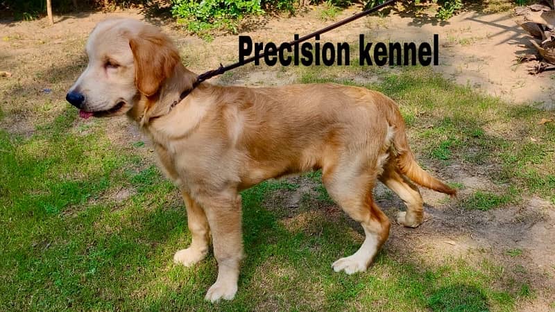 Golden retriever imported pedigreed  puppies Vaccinated and dewormed 2