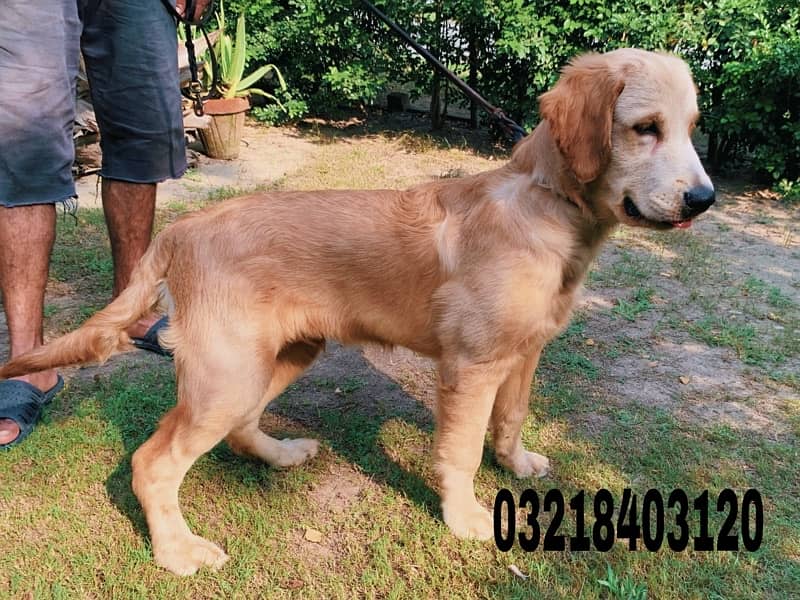 Golden retriever imported pedigreed  puppies Vaccinated and dewormed 3