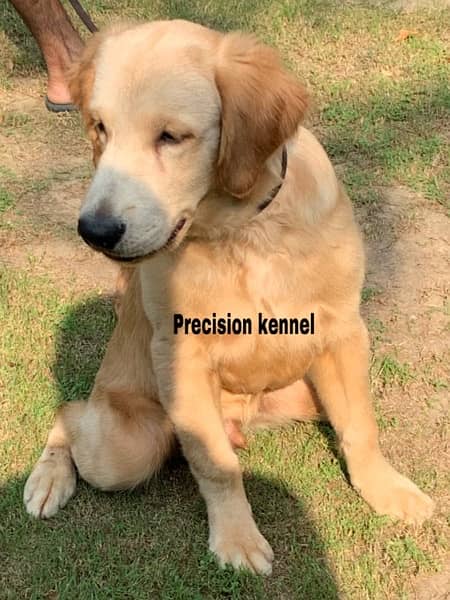 Golden retriever imported pedigreed  puppies Vaccinated and dewormed 4