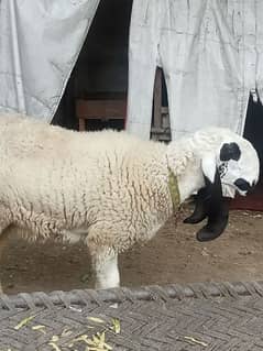 mianwali ki nasli sheep chatri dhoodh wali