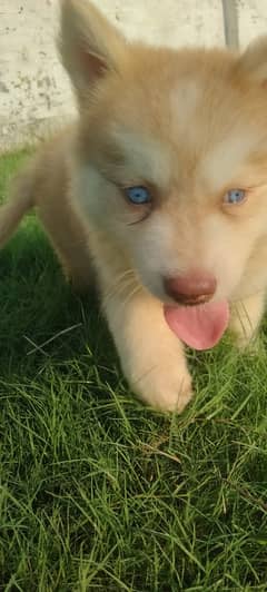 Siberian husky Dog