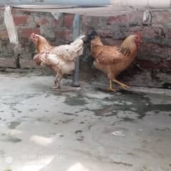 Misri 2 Hens for sale with cage