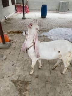 gulabi bakri