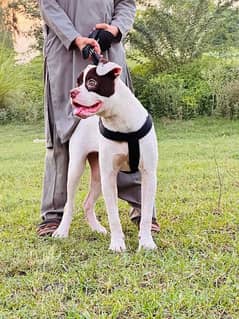 American bulldog 03234696626