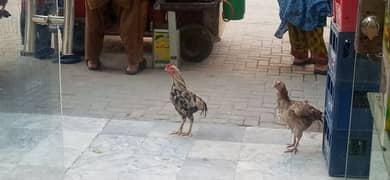 Aseel Breeding pair For Sale