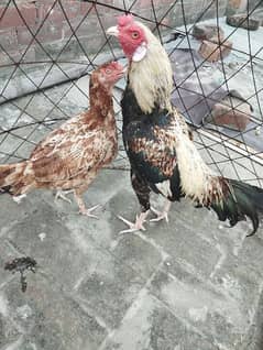 mianwali pair for sale