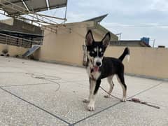 blue eye Siberian husky