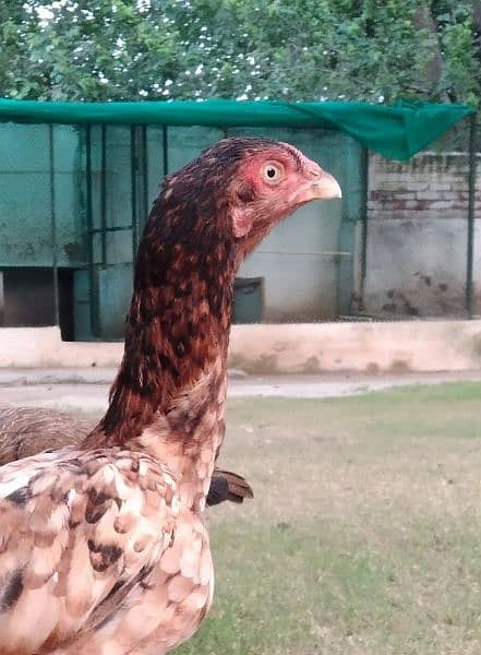 Aseel (Female) for urgent sale in Multan Cantt 1