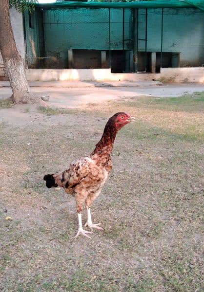 Aseel (Female) for urgent sale in Multan Cantt 3