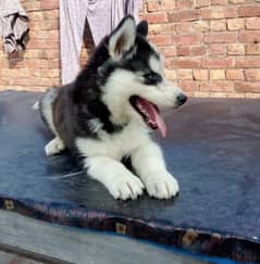 siberian Husky Female Male Puppy | long Coat | husky puppies