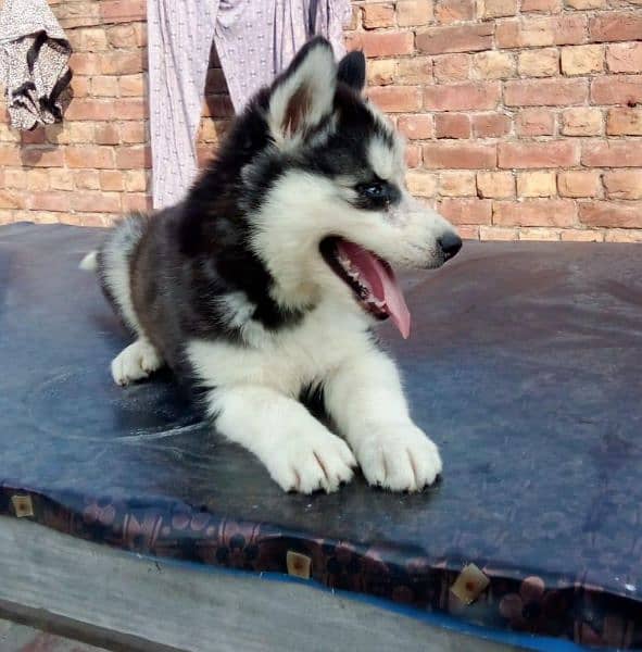 siberian Husky Female Male Puppy | long Coat | husky puppies 0