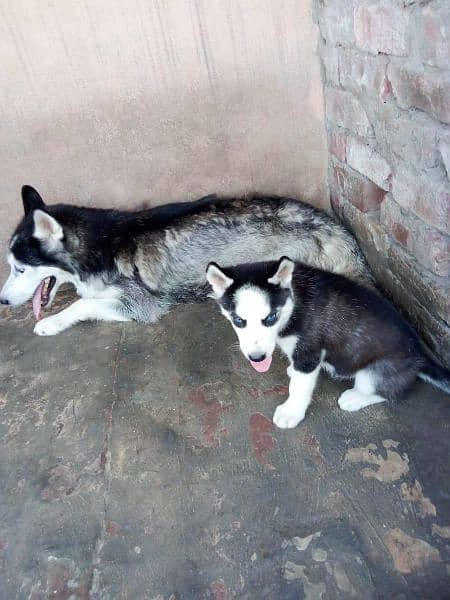 siberian Husky Female Male Puppy | long Coat | husky puppies 1