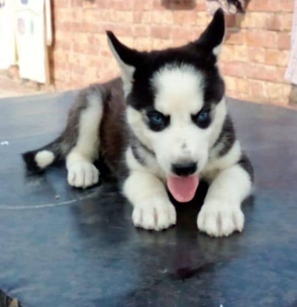 siberian Husky Female Male Puppy | long Coat | husky puppies 2