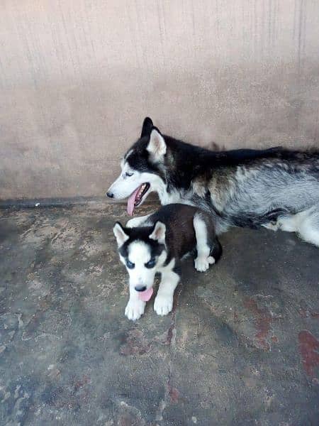 siberian Husky Female Male Puppy | long Coat | husky puppies 6