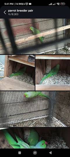 parrot breeding pair hy