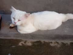 Persian White Male cat 0