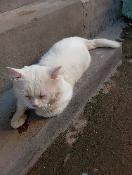 Persian White Male cat 1