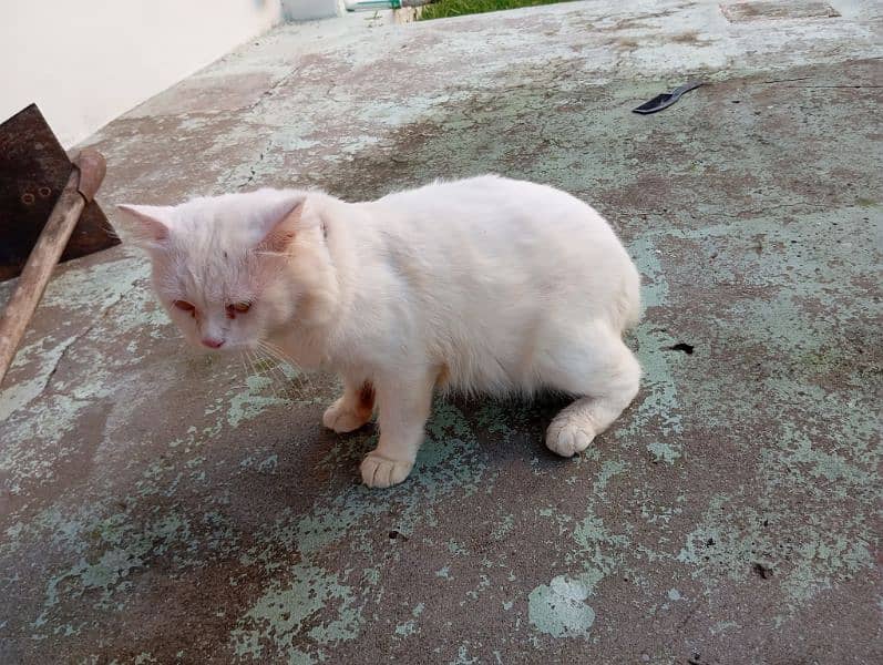 Persian White Male cat 2